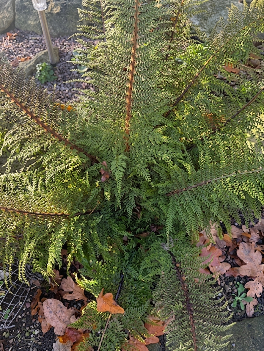Polystichum setiferum divisilobum